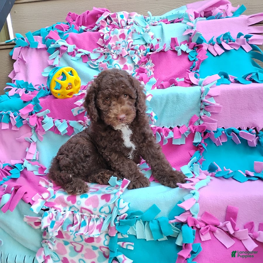 Mini Goldendoodle dogs Raggedy Ann - Ad 1