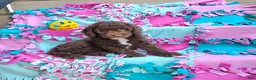 Mini Goldendoodle dogs for sale: Raggedy Ann - Ad 1