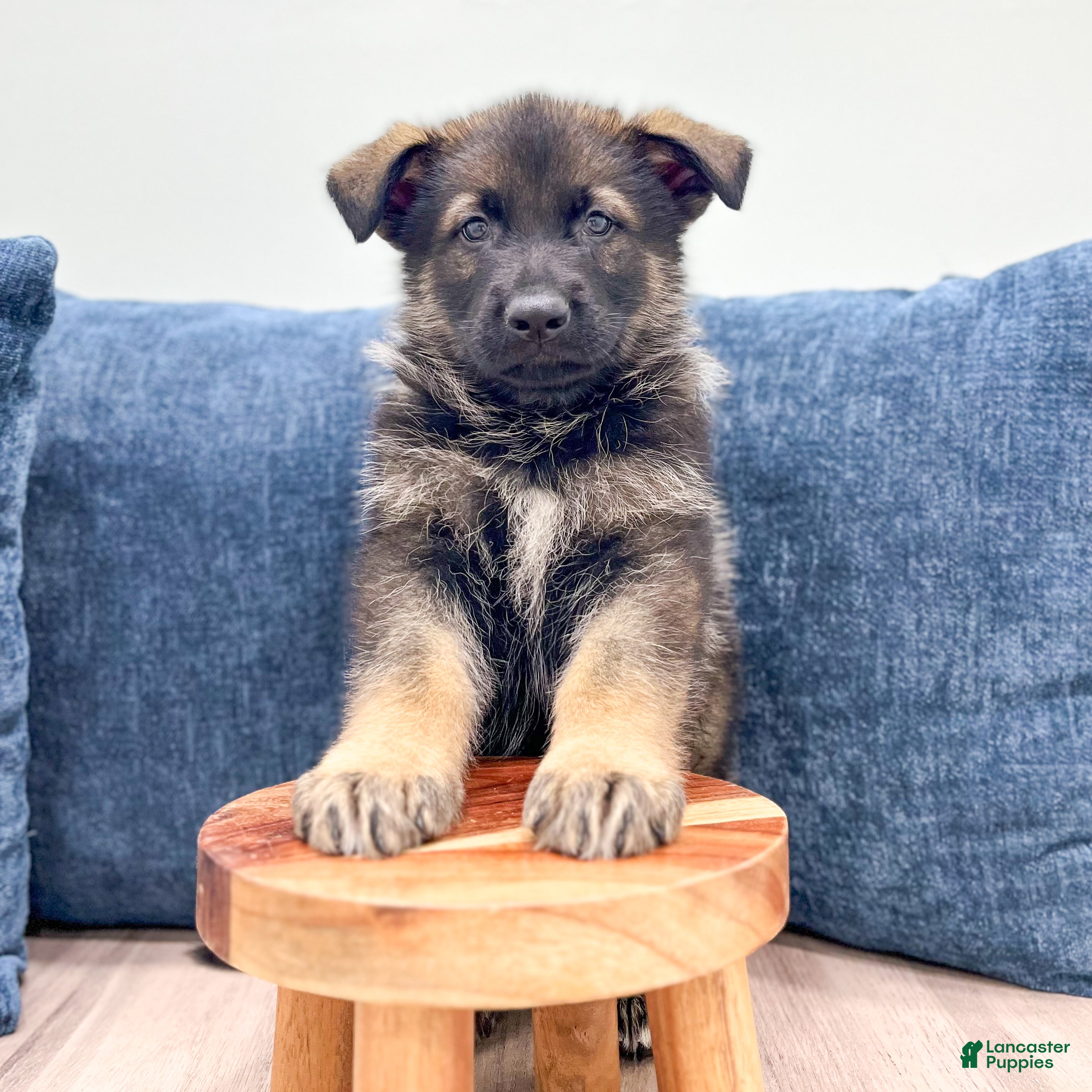 German Shepherd dogs Delmar - Ad 2