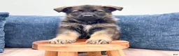 German Shepherd dogs for sale: Delmar - Ad 2