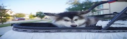 Alaskan Malamute dogs for sale: Dong Dong - Ad 4