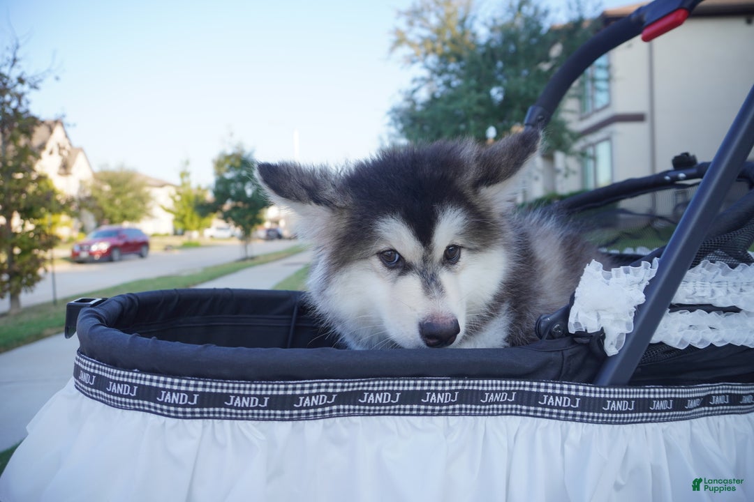 Alaskan Malamute dogs for sale: Dong Dong - Ad 4