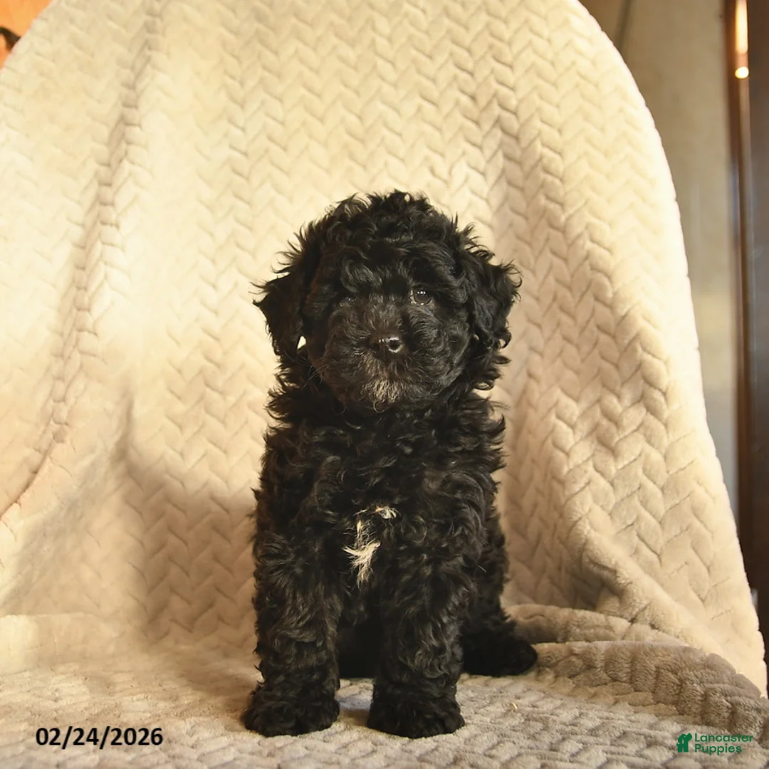 Havapoo dogs for sale: Chai  - Ad 2