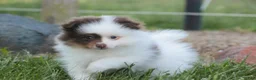 Pomeranian dogs for sale: Kibbles Pomeranian  - Ad 7