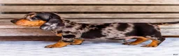 Miniature Dachshund dogs for sale: Casper - Ad 8
