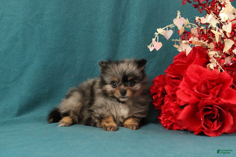 Pomeranian dogs Tucker - Ad 34