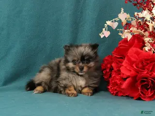 Pomeranian dogs Tucker - Ad 34