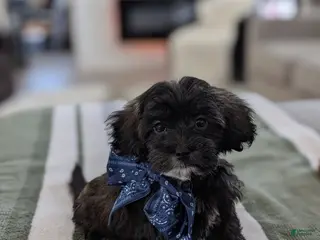 Havapoo dogs for sale: Cookie - Ad 4