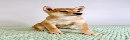 Shiba Inu dogs for sale: AKC Cricket - Ad 5