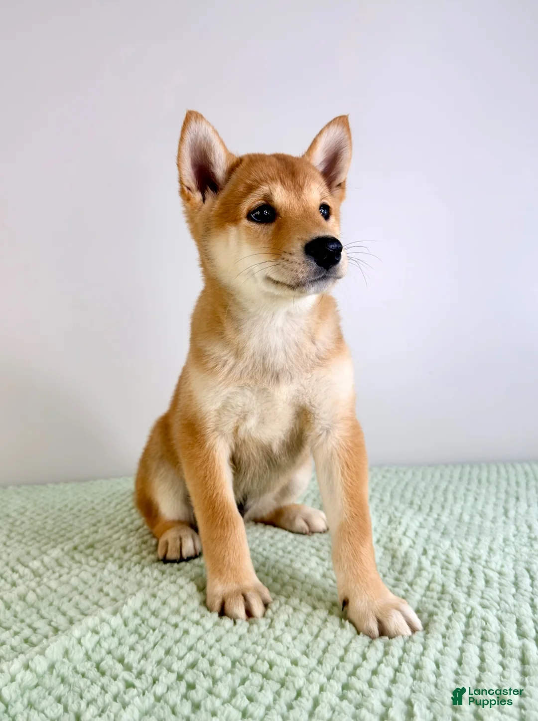 Shiba Inu dogs for sale: AKC Cricket - Ad 5