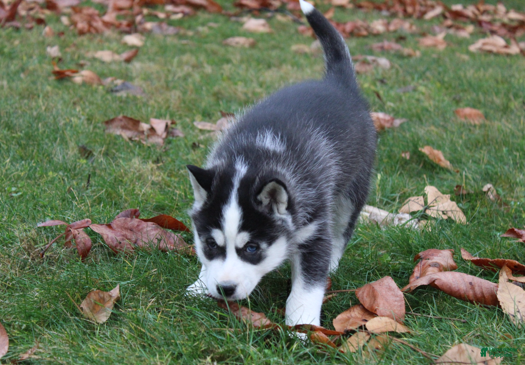 Siberian Husky dogs for sale: Bandit - Ad 2