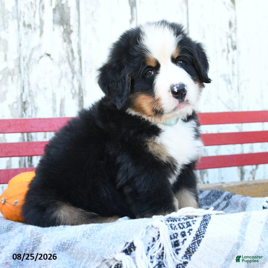 Bernese Mountain Dog dogs Rex - Ad 2