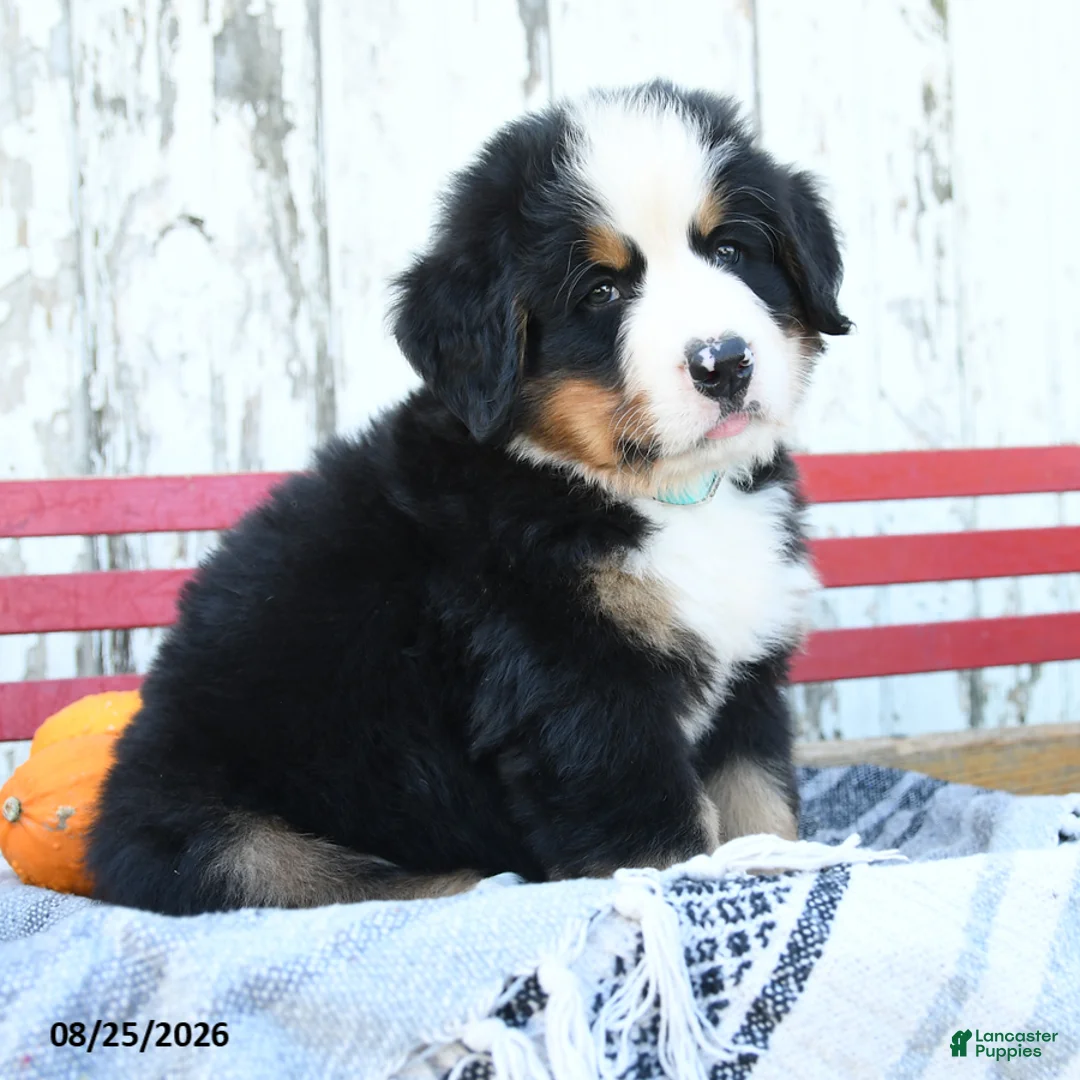 Bernese Mountain Dog dogs for sale: Rex - Ad 2