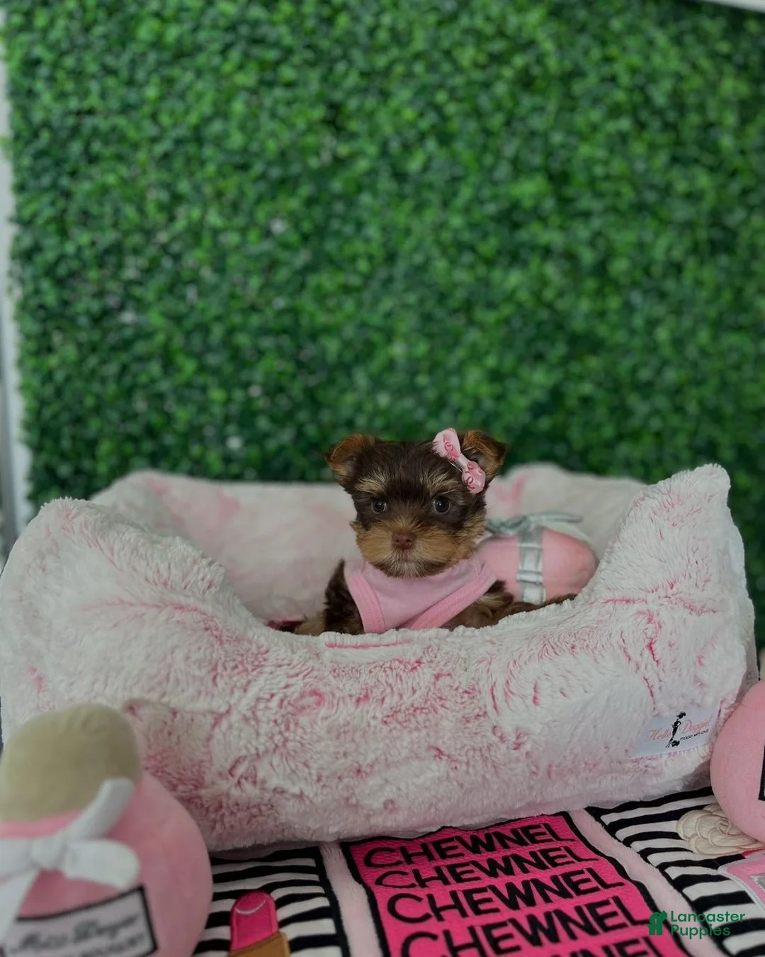 Yorkiepoo dogs for sale: Yorkiepoo Puppy 1 - Ad 3