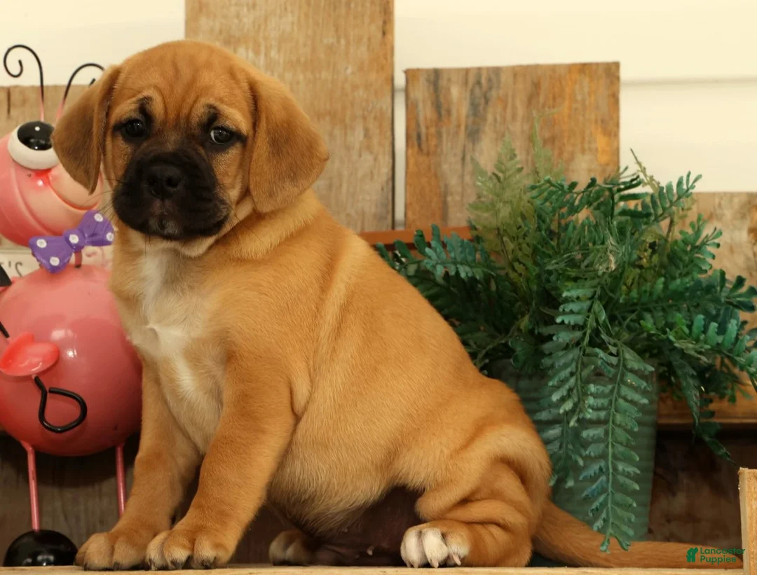 Puggle dogs for sale: Hunter - Ad 2