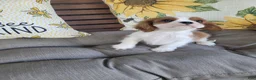 Cavalier King Charles Spaniel dogs for sale: Fredrick - Ad 2