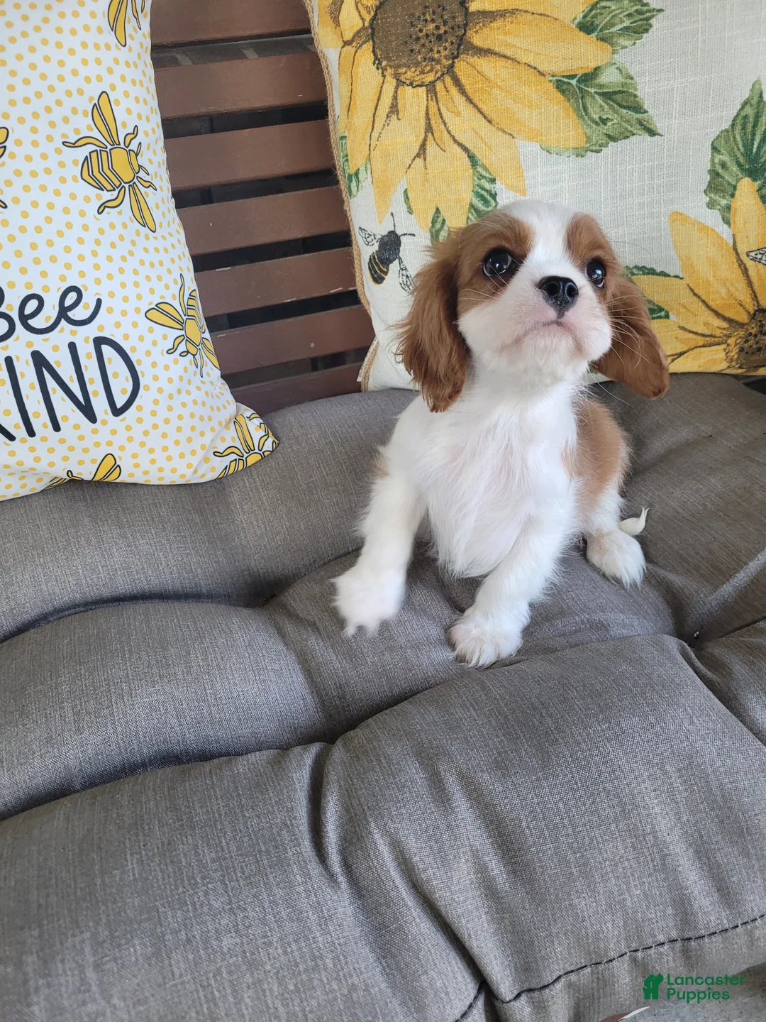Cavalier King Charles Spaniel dogs for sale: Fredrick - Ad 2