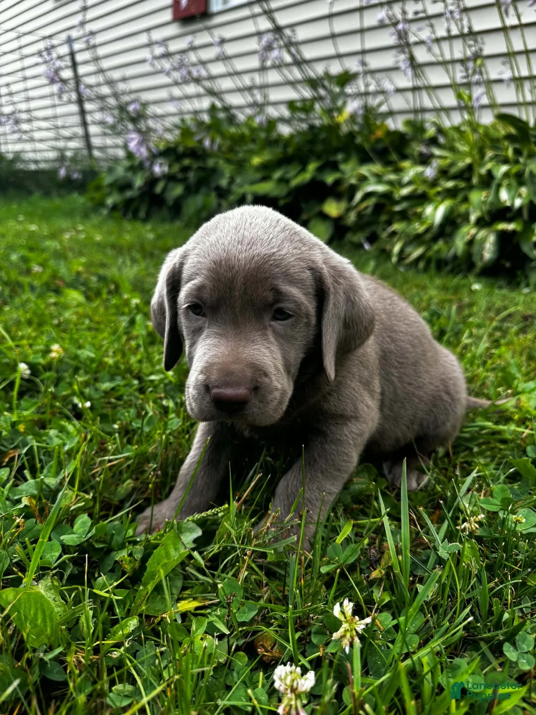 Labrador Retriever dogs for sale: Aster - Ad 2