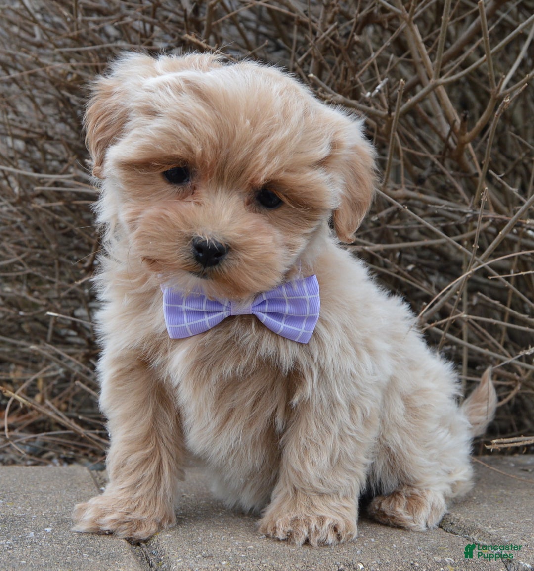 Maltipoo dogs for sale: Mabel - Ad 1