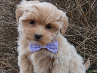 Maltipoo dogs Mabel - Ad 36