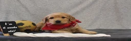 Goldendoodle dogs for sale: Trina - Ad 5