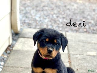 Rottweiler dogs Dezi (docked tail) - Ad 10