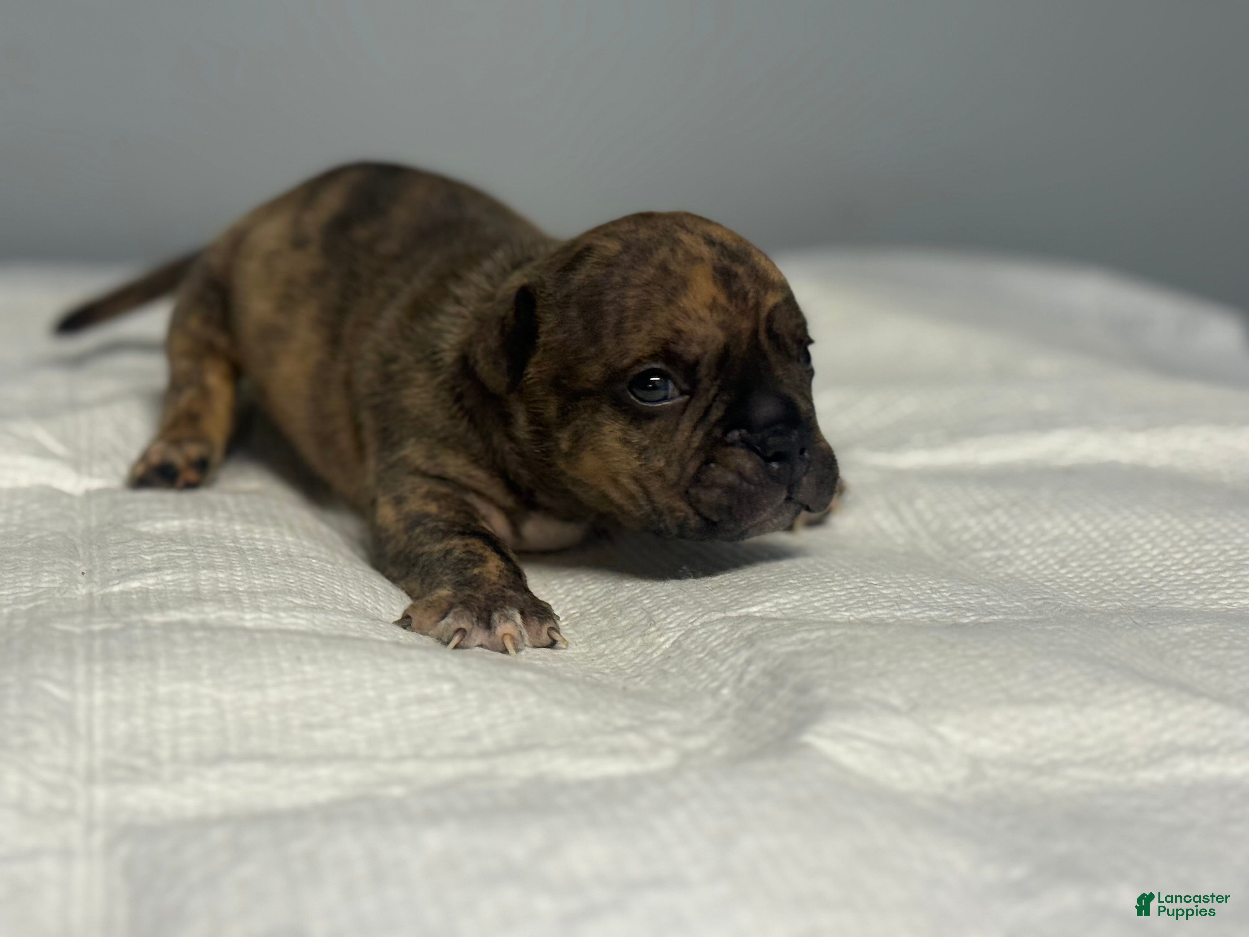 American Bully dogs for sale: American Bully 2 - Ad 1