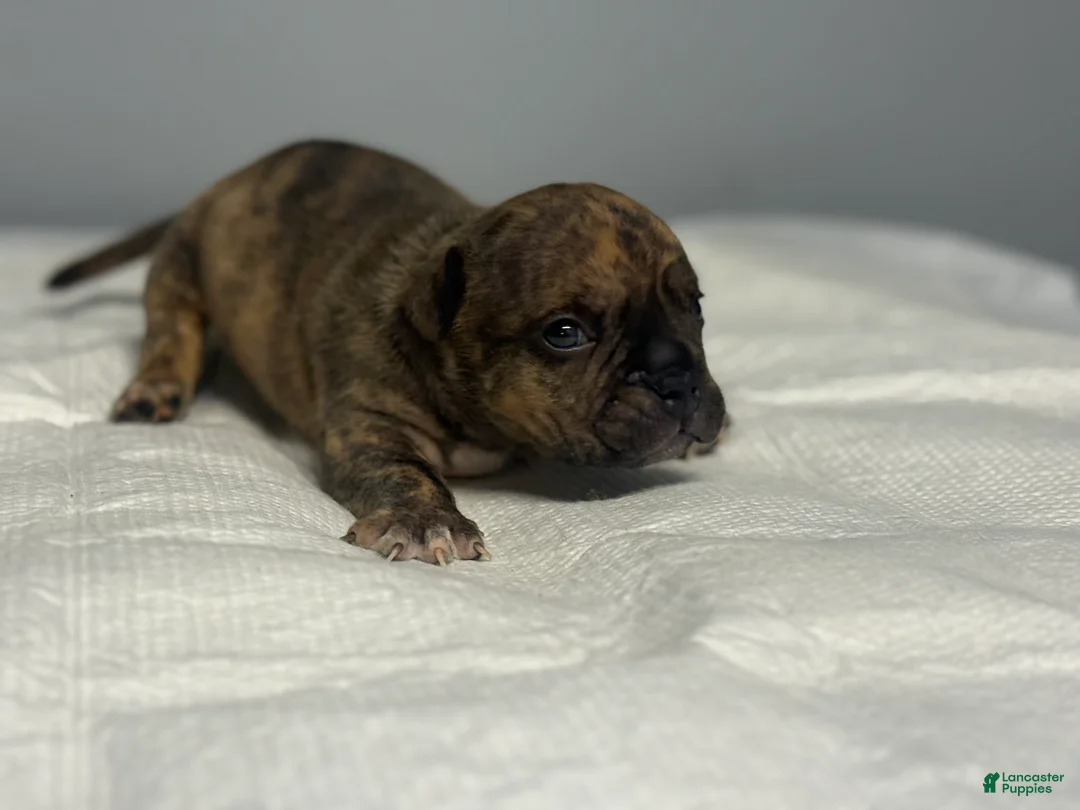 American Bully dogs for sale: American Bully 2 - Ad 1
