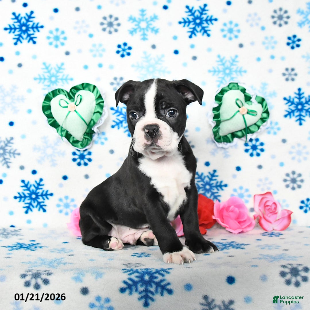 Boston Terrier dogs for sale: Cowboy - Ad 4