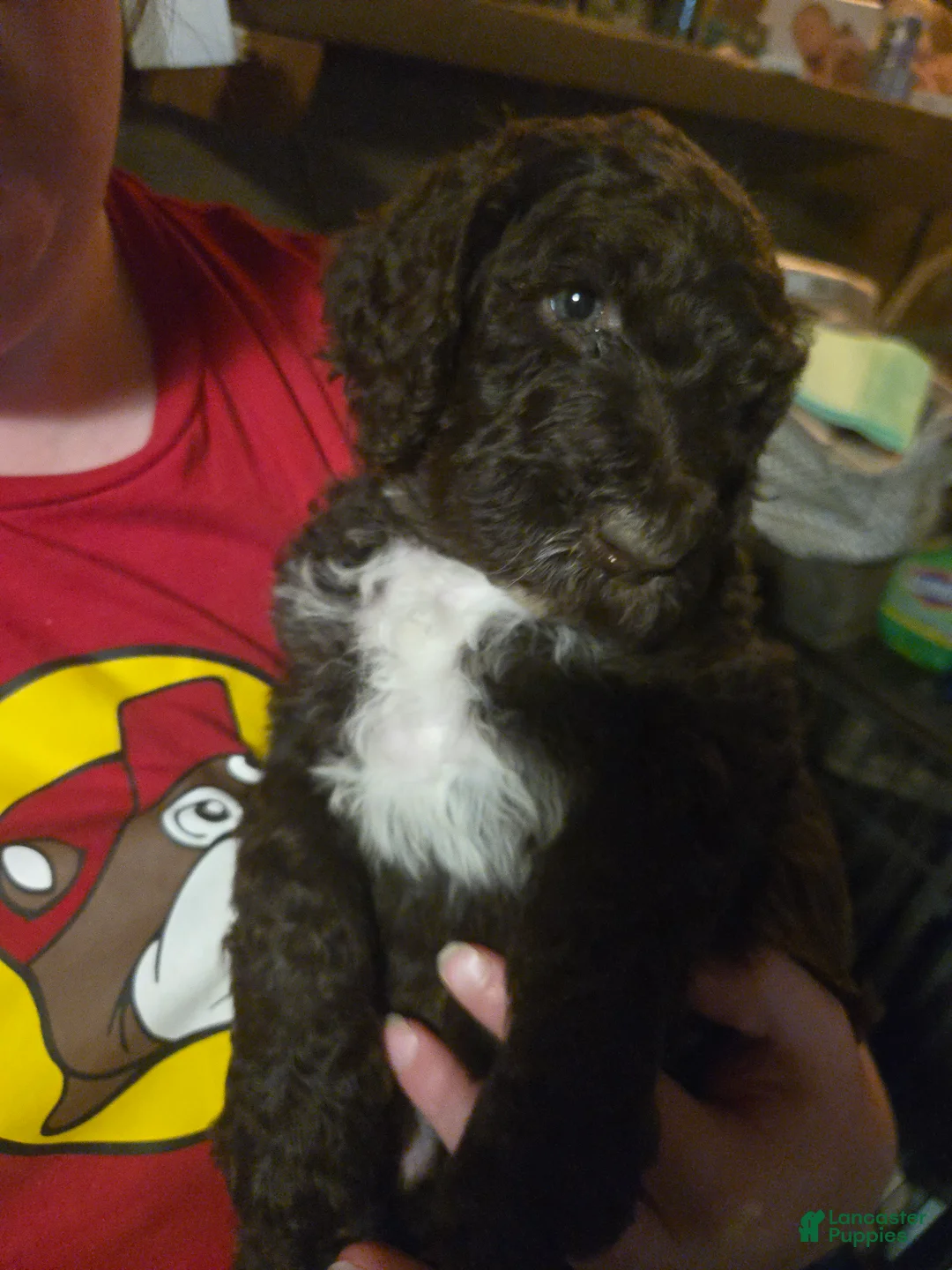 Standard Poodle dogs for sale: Violet - Ad 1