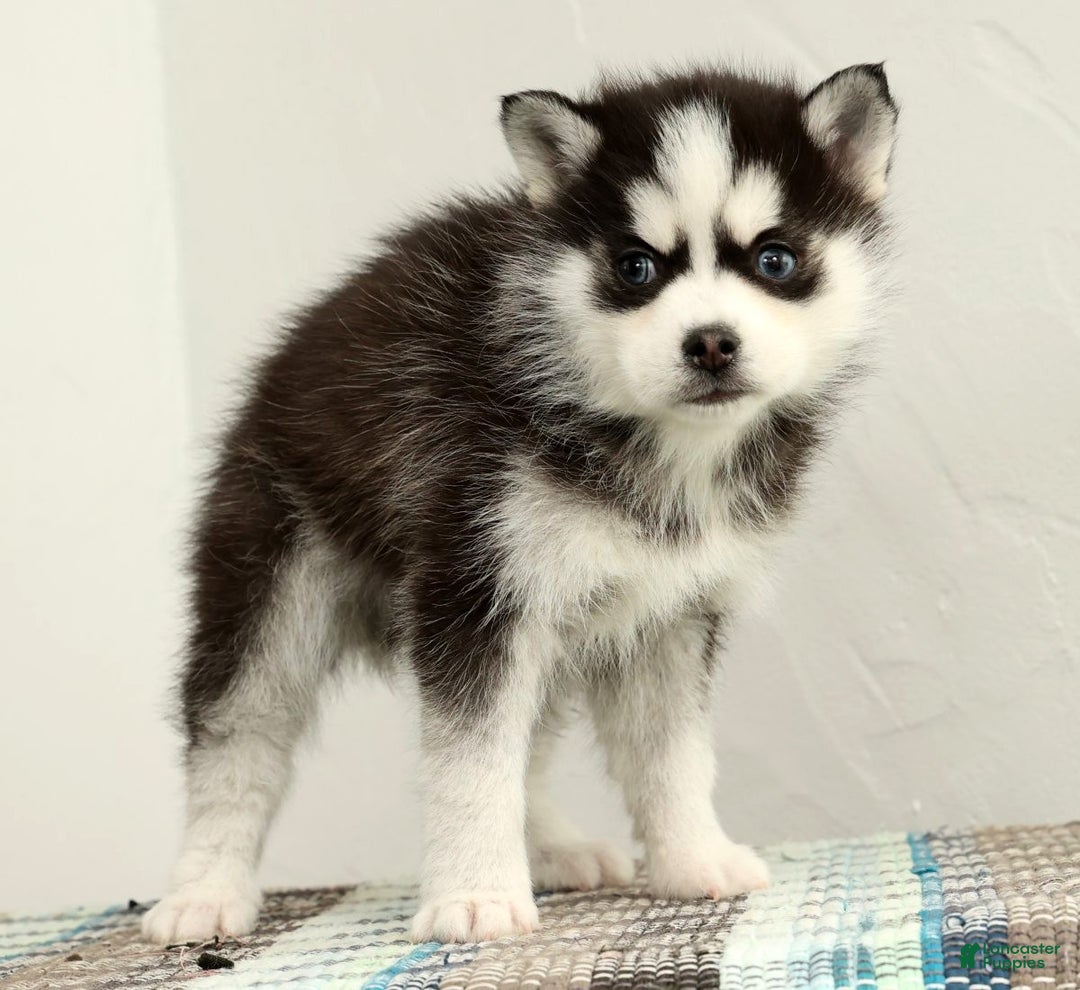 Pomsky dogs for sale: Sampson - Ad 4