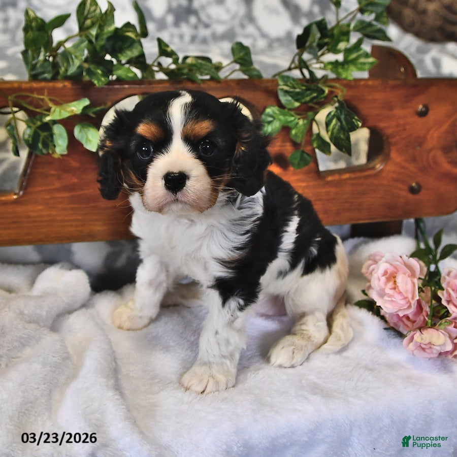 Cavalier King Charles Spaniel dogs Susie - Ad 1