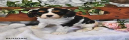 Cavalier King Charles Spaniel dogs for sale: Susie - Ad 1