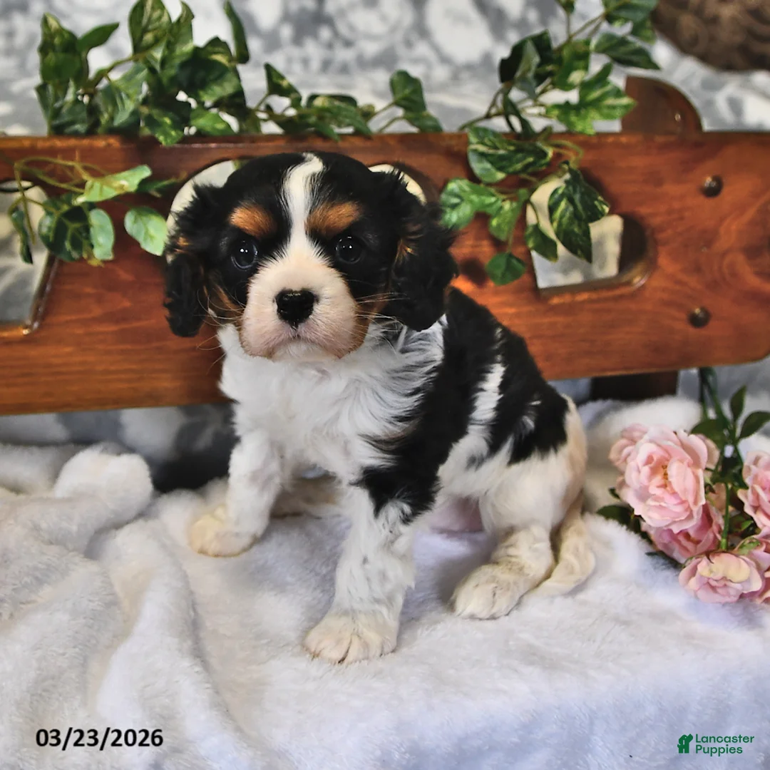 Cavalier King Charles Spaniel dogs for sale: Susie - Ad 1
