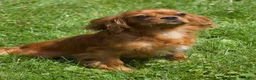 Cavalier King Charles Spaniel dogs for sale: Ollie - Ad 5