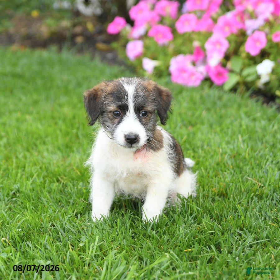 Mixed Breed dogs Freddie - Ad 2