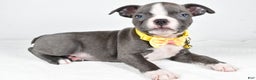 Boston Terrier dogs for sale: Wells - Ad 2