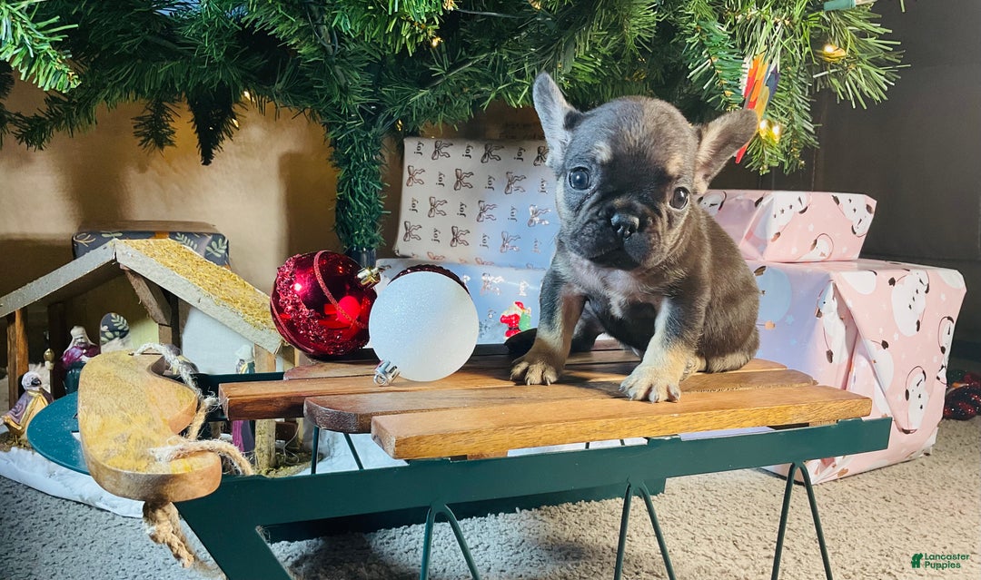 French Bulldog dogs for sale: Theo  - Ad 6
