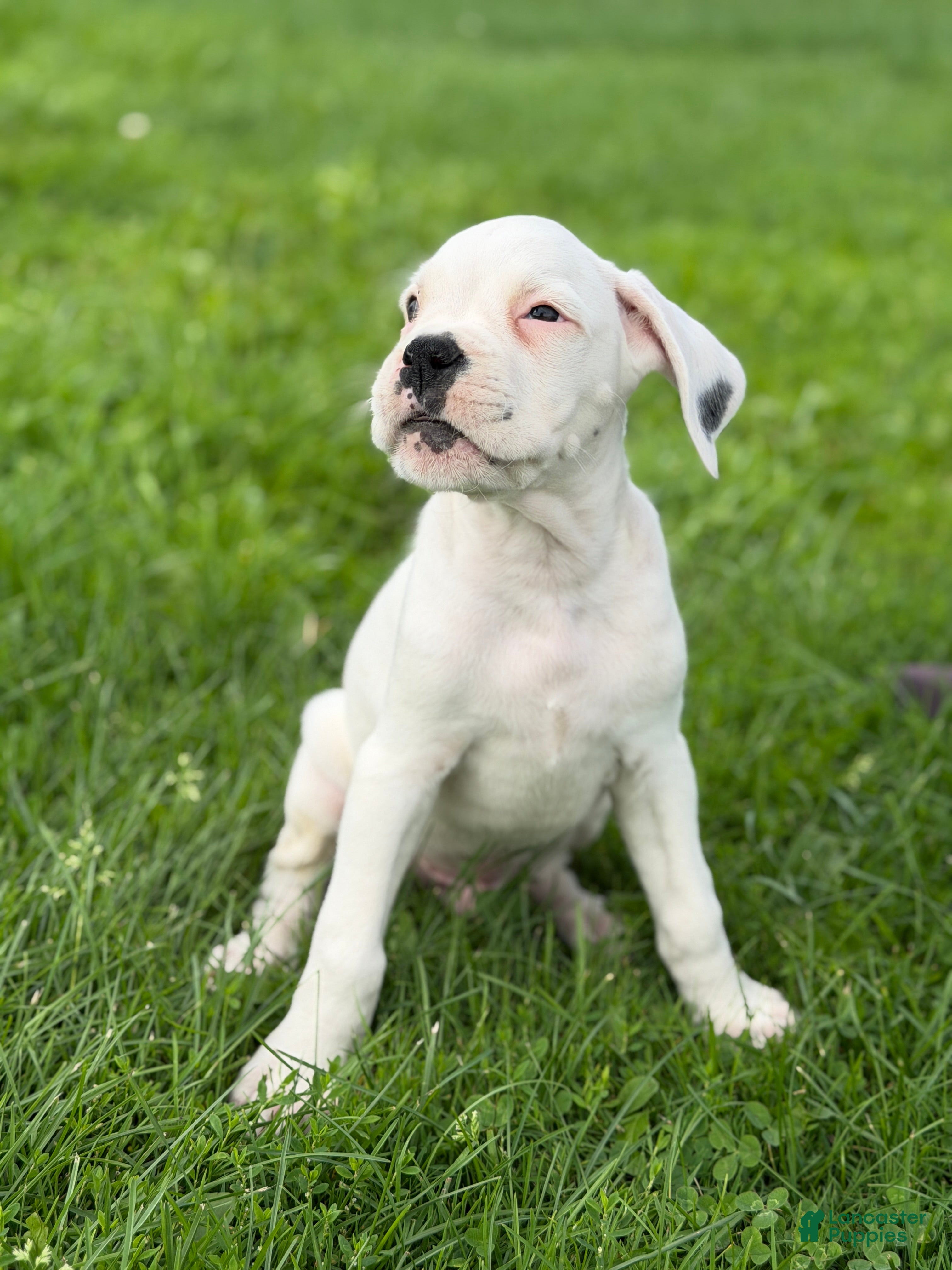 Boxer dogs BOLT- AKC - Video - Ad 2