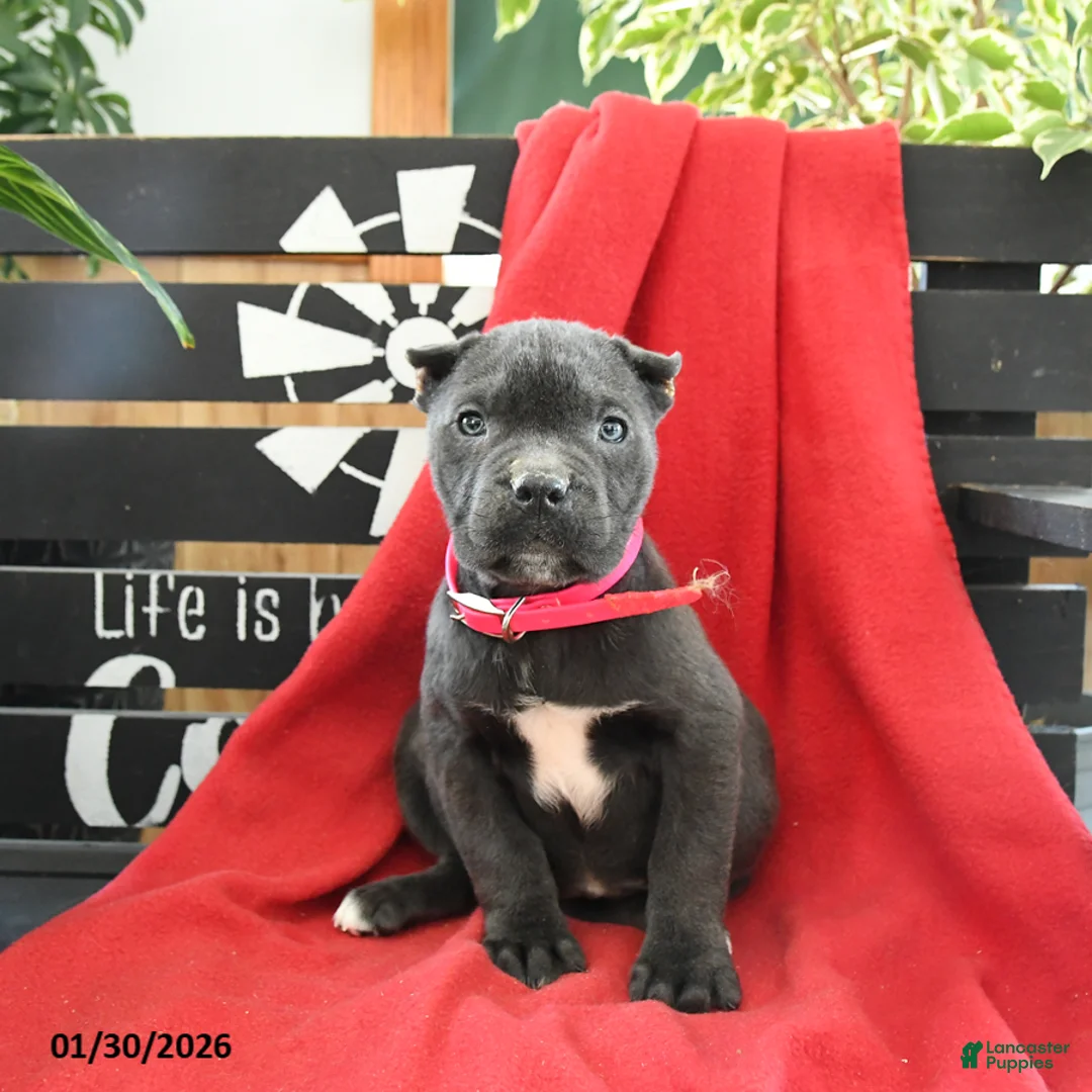 Cane Corso dogs for sale: Bella   - Ad 2