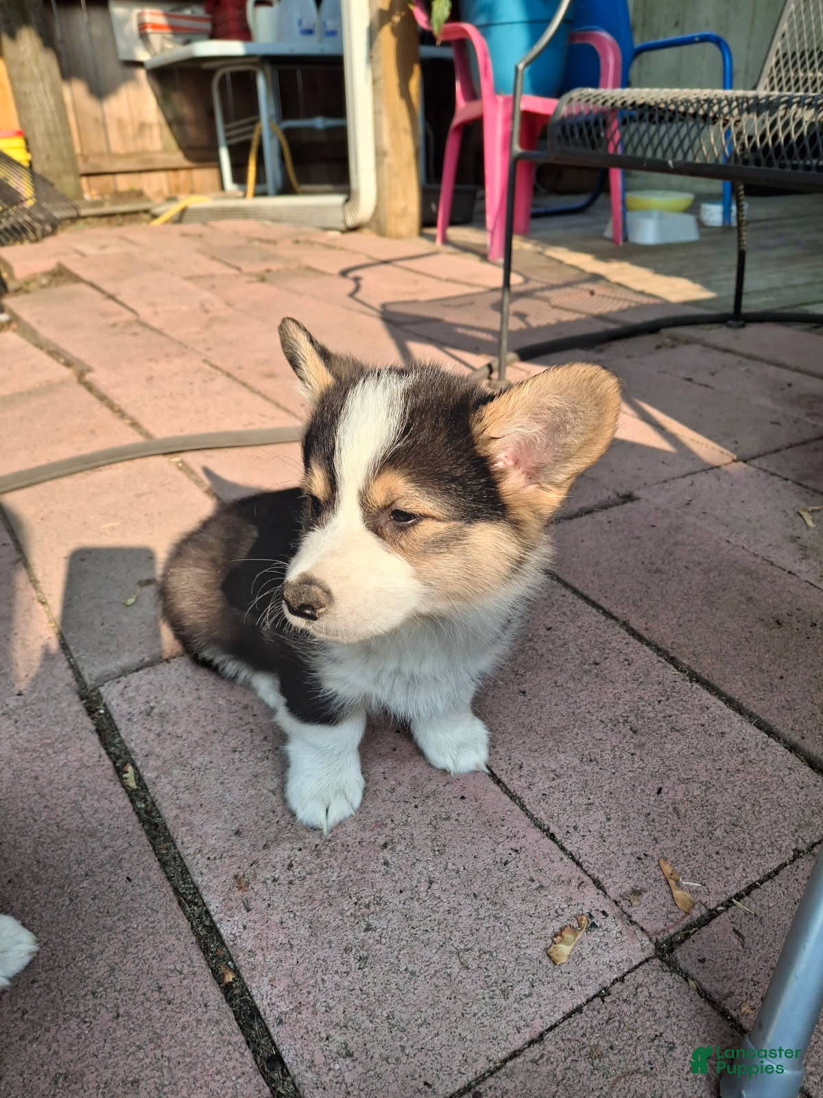 American Corgi dogs Shadow - Ad 17