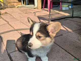 American Corgi dogs Shadow - Ad 17