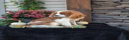 Cavalier King Charles Spaniel dogs for sale: Bingo  - Ad 3