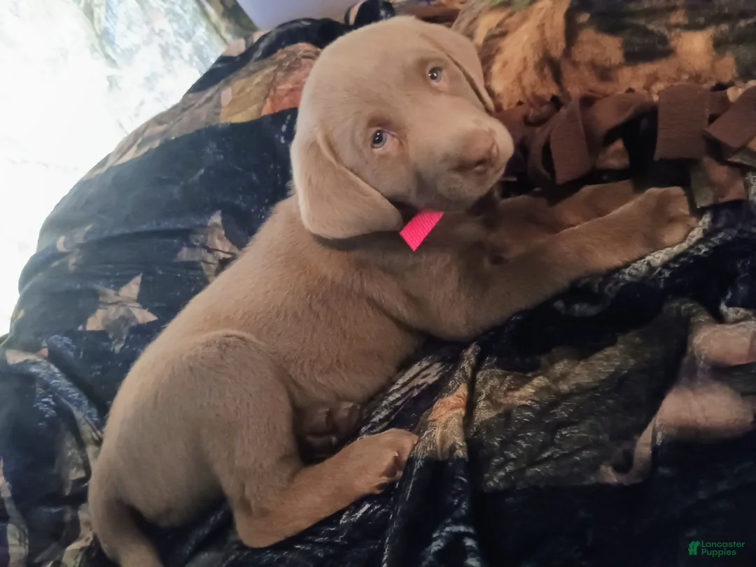 Labrador Retriever dogs for sale: Labrador Retriever Puppy 2 - Ad 1