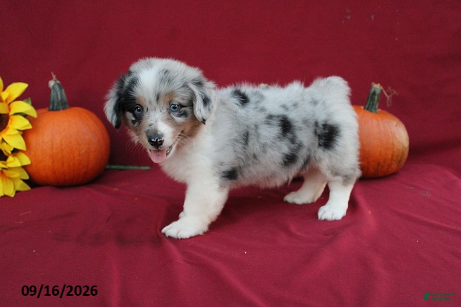 Mixed Breed dogs Astro - Ad 2