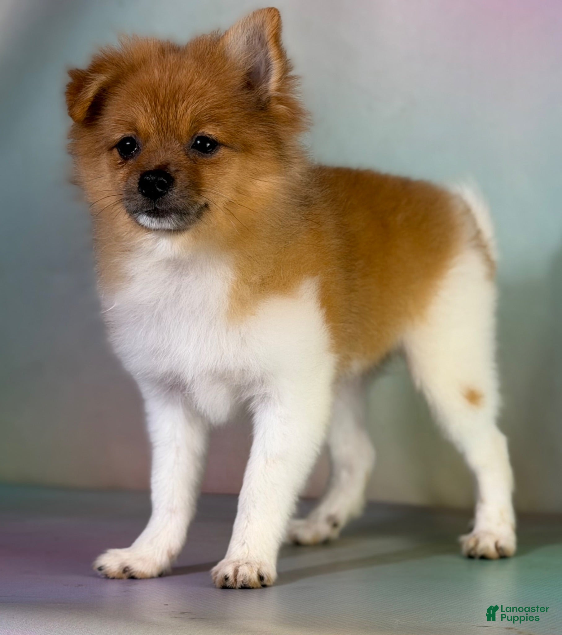 Pomeranian dogs ACA squirt  - Ad 2