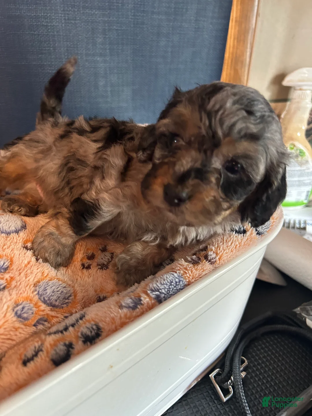 Cavapoo dogs for sale: Cavapoo 4 Mookie - Ad 1