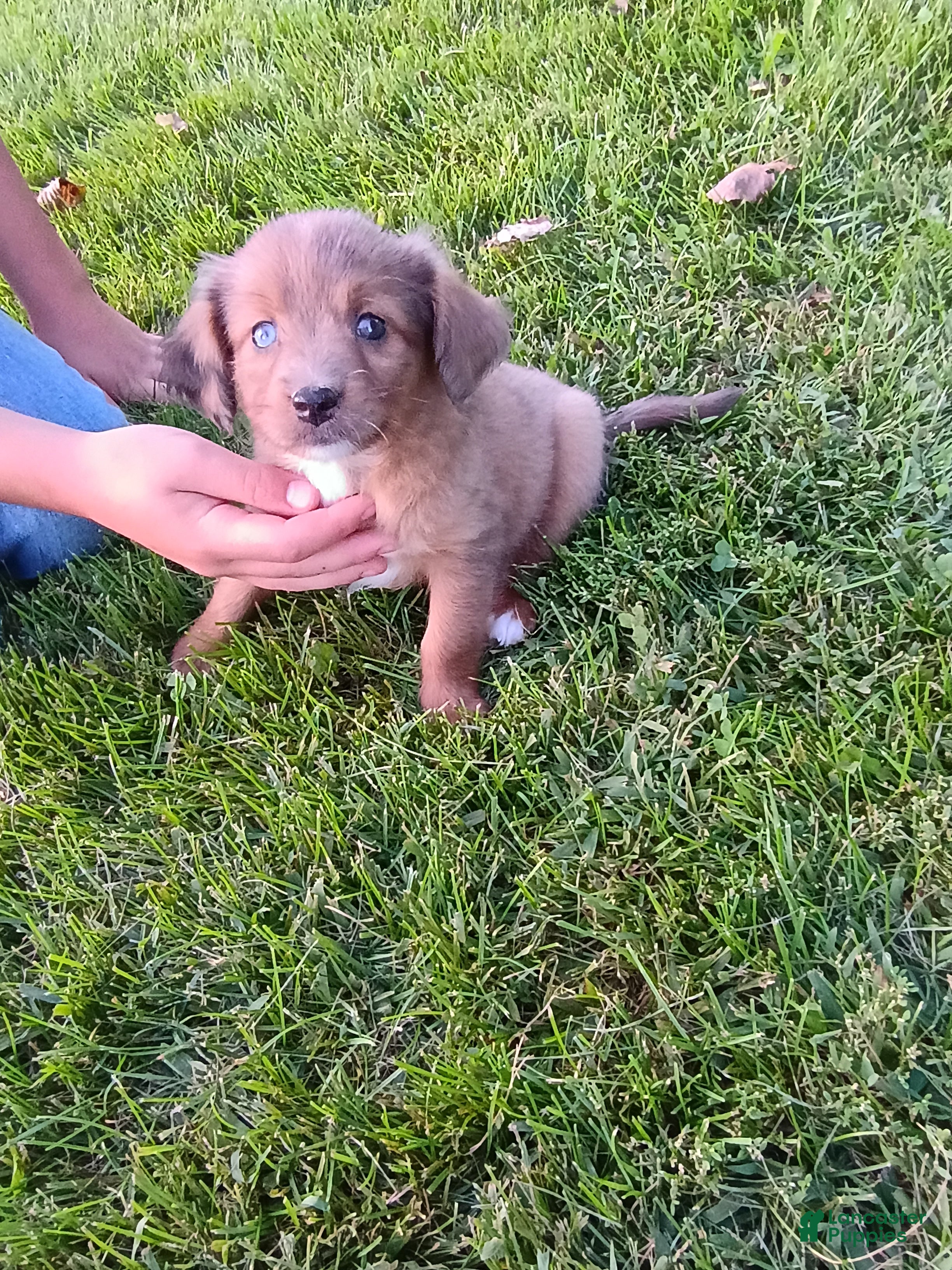 Mini Aussiedoodle dogs Penny  - Ad 2