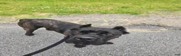 Cane Corso dogs for sale: ICCF Savage  - Ad 2