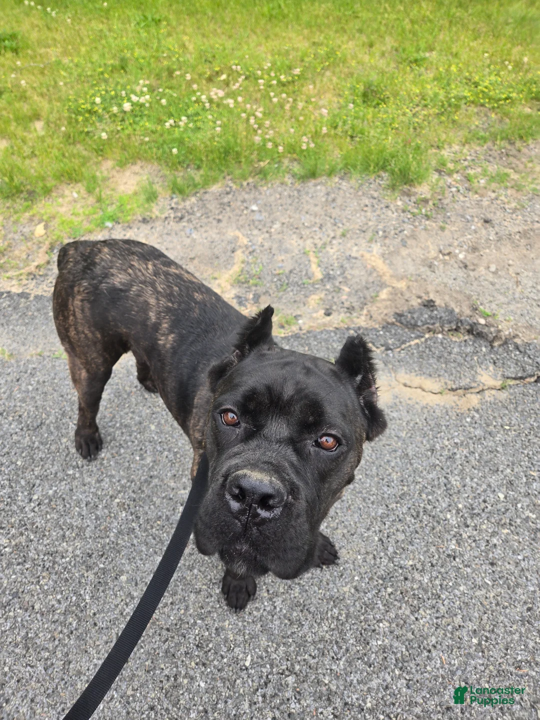 Cane Corso dogs for sale: ICCF Savage  - Ad 2